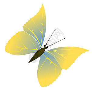 蝴蝶昆虫季节翅膀插图动物群背景图片