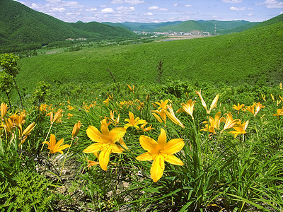 丽花开花荒野场景叶子植物蓝色艺术天空黄色旅行地平线图片