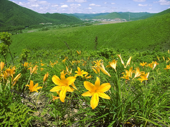 丽花开花荒野场景叶子植物蓝色艺术天空黄色旅行地平线图片