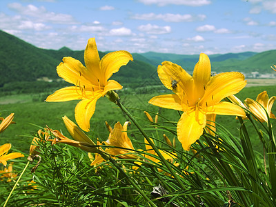 丽花开花天空蓝色场景风景荒野植物旅行地平线黄色绿色图片