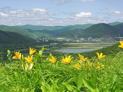 丽花开花天堂场景地平线蓝色荒野绿色天空植物艺术黄色图片