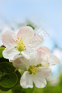 苹果树晴天蓝色绿色粉色季节花瓣白色植物群图片