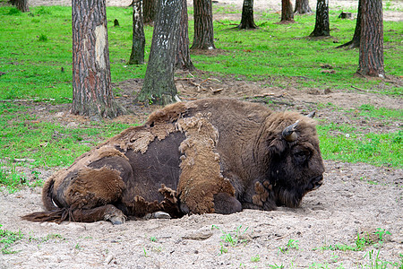极地荒野哺乳动物毛皮野生动物家畜水牛棕色公园动物图片