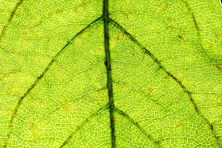 绿叶静脉植物群情调宏观绿色桦木床单花园阴影森林植物图片