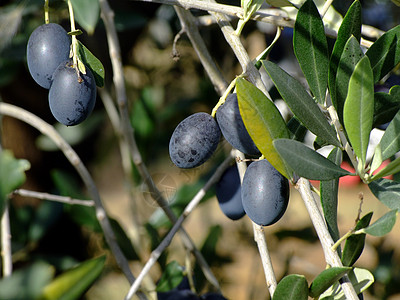橄榄树天空植物蓝色收成水果图片