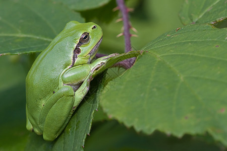 欧洲树蛙(Hyla Arbora)图片