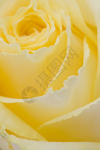 黄玫瑰的特写背景图片