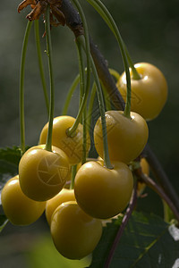 黄樱桃水果植物群国家花园食物枝条绿色叶子黄色图片