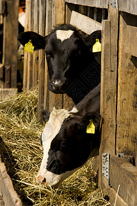 喂养地点的牛乡村黑色饲养场大部分食物牛奶白色农场稻草好奇心图片