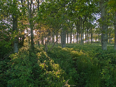美丽的仙林车道树木阳光公园荒野植物木材故事生长天空图片