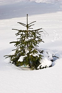 fir树绿色枝条公园新年背景图片