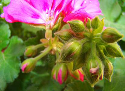 环基花朵粉色花园植物绿色背景图片