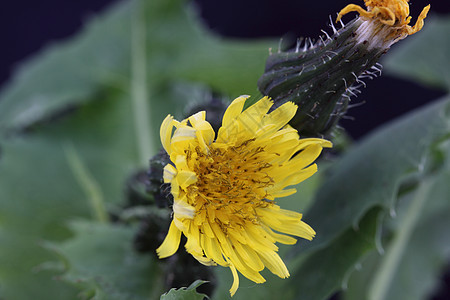 花层树叶花园花瓣杂草野花植物黄色图片