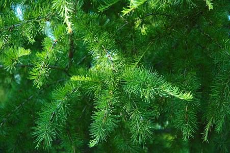 紧身小分队针叶树森林云杉棕色木头小枝植物群绿色图片