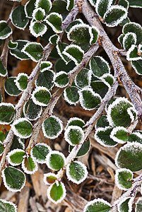 秋末的霜花植物植物学季节静脉花园叶子园艺宏观冻结蓝色磨砂图片