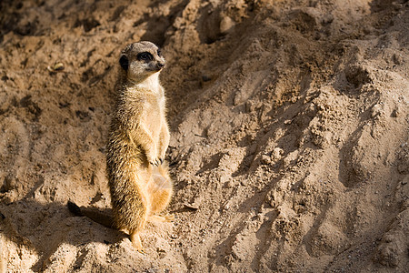 Suricate 或 Meerkat 固化或弥尔卡特图片