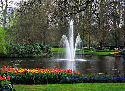 Keukenhof 花园不老泉郁金香灯泡喷泉目的地池塘旅行花朵图片