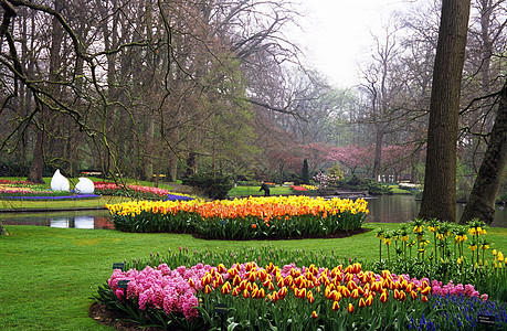 基肯霍夫花园灯泡郁金香目的地池塘花朵旅行图片