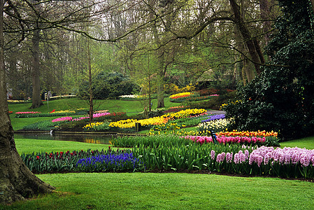 基肯霍夫花园旅行池塘花朵郁金香灯泡目的地图片