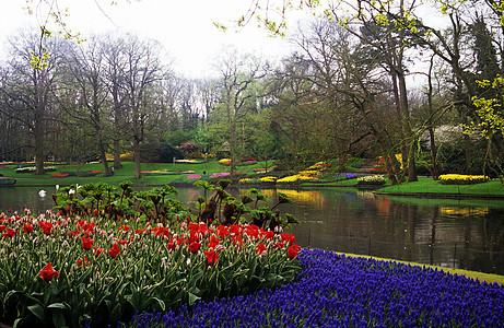 基肯霍夫花园旅行郁金香目的地花朵灯泡池塘天鹅图片
