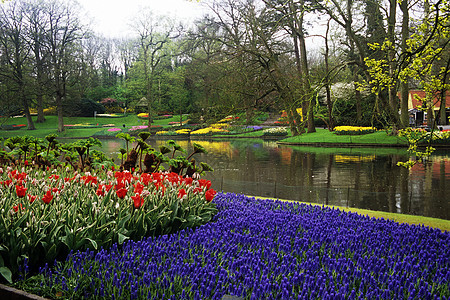 基肯霍夫花园目的地池塘旅行花朵郁金香灯泡图片