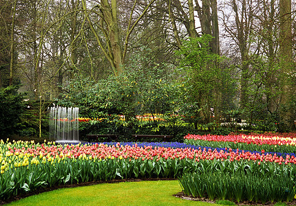 Keukenhof 花园不老泉花朵郁金香旅行喷泉目的地灯泡图片