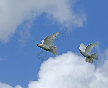 白鸽精神天空天堂白色背景图片
