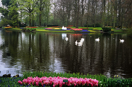 Keukenhof的天鹅花园灯泡花朵郁金香目的地池塘旅行图片