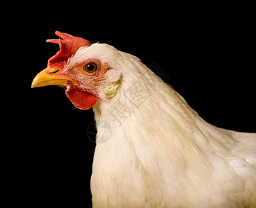 鸡动物羽毛白色母鸡翅膀家畜农场黑色农业背景图片