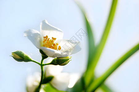 蓝色羽毛茉莉花园艺茉莉香味温泉季节性香水蓝色白色背景