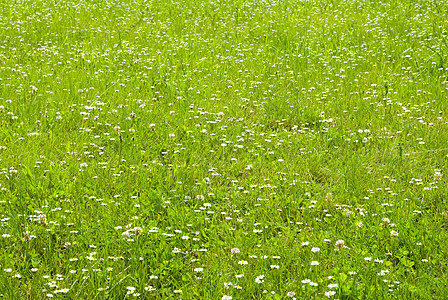 草地休息绿色甘菊白色野餐植物家庭背景图片