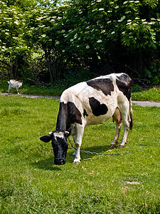 奶牛奶制品农村农田农场牧场哺乳动物城市动物风景场地图片