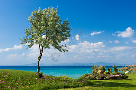 希腊海边的橄榄树气候风景草地海岸海岸线海滩阳光旅游天空假期图片