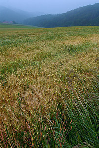 草地爬坡农业绿色薄雾乡村植物蓝色土地场景地平线图片