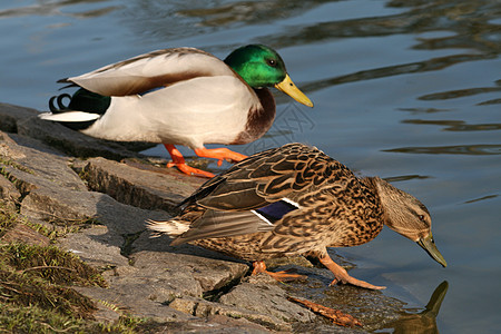 两只鸭子账单荒野池塘羽毛宏观飞行天空动物图片