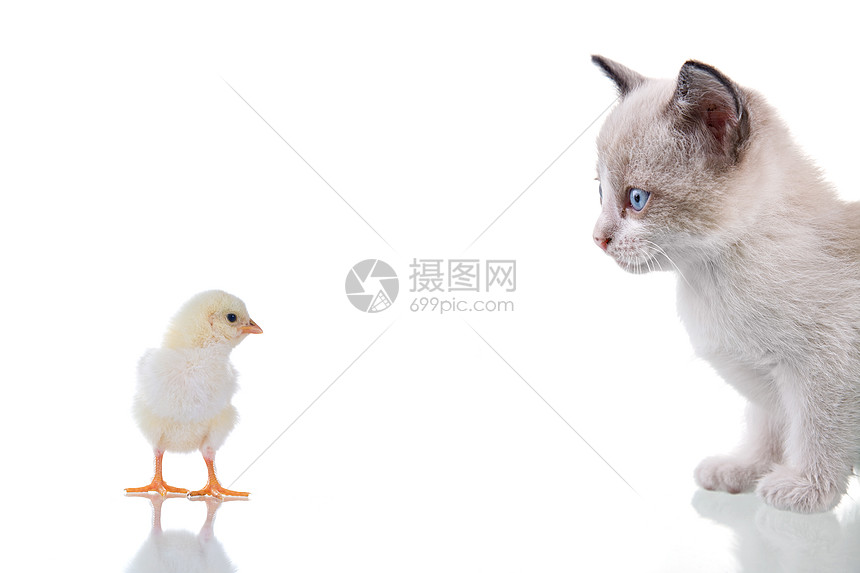 猫和小鸡鼻子捕食者动物群伙伴猫咪诱惑朋友饥饿打猎小吃图片