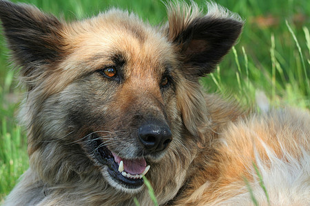 青年牧羊人混合狗笨蛋牧羊犬犬类动物哺乳动物毛皮高清图片