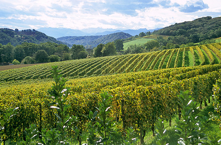 法国比利纳族的法式葡萄酒图片