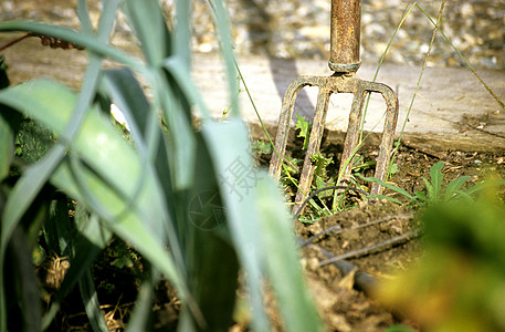 坑叉水平土壤绿色食物叶子韭葱植物花园工具图片