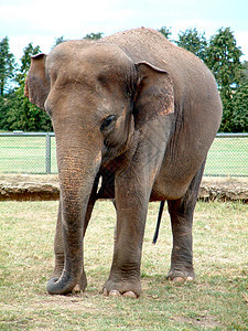 成人大象尴尬野生动物灰色耳朵树干荒野棕色外壳俘虏动物园图片