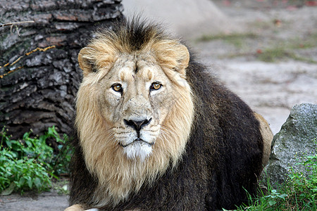 高贵的狮子狮肖像鬃毛悲伤游戏男性生物地面动物猫科大猫说谎图片