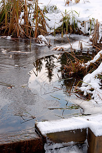 冻结池塘反射图片