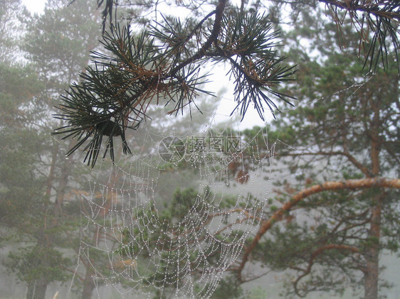 雨后网络上的雨滴图片