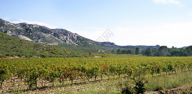 法国南部的Winry栽培看法酒厂岩石农业山脉植物庄稼田园风光图片
