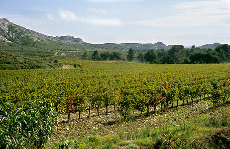 法国南部的Winry山脉看法田园农业酒厂植物岩石庄稼风光栽培图片