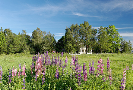夏季风景树林草地乡村天空蓝色绿色大厦场地白色房子背景图片