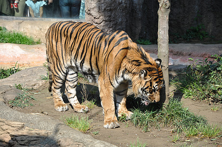 老虎虎队动物公园动物园图片