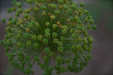 绿洋葱花即将开花图片