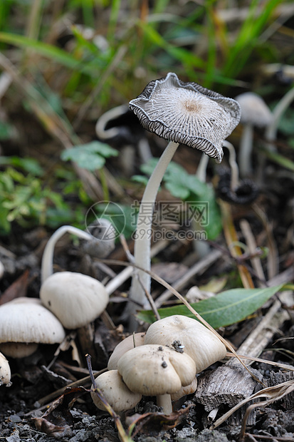 蘑菇特写菌类棕色季节性植物森林季节图片