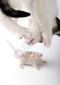 儿童猫和灰鼠跑步小猫宠物乐趣动物家畜兽耳表情友谊兽医图片